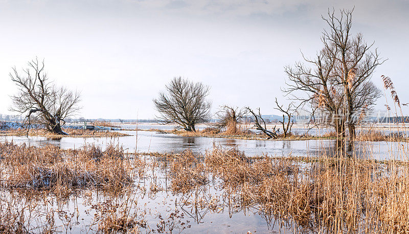 冬季的洪水在哈维尔河- Winterhochwasser